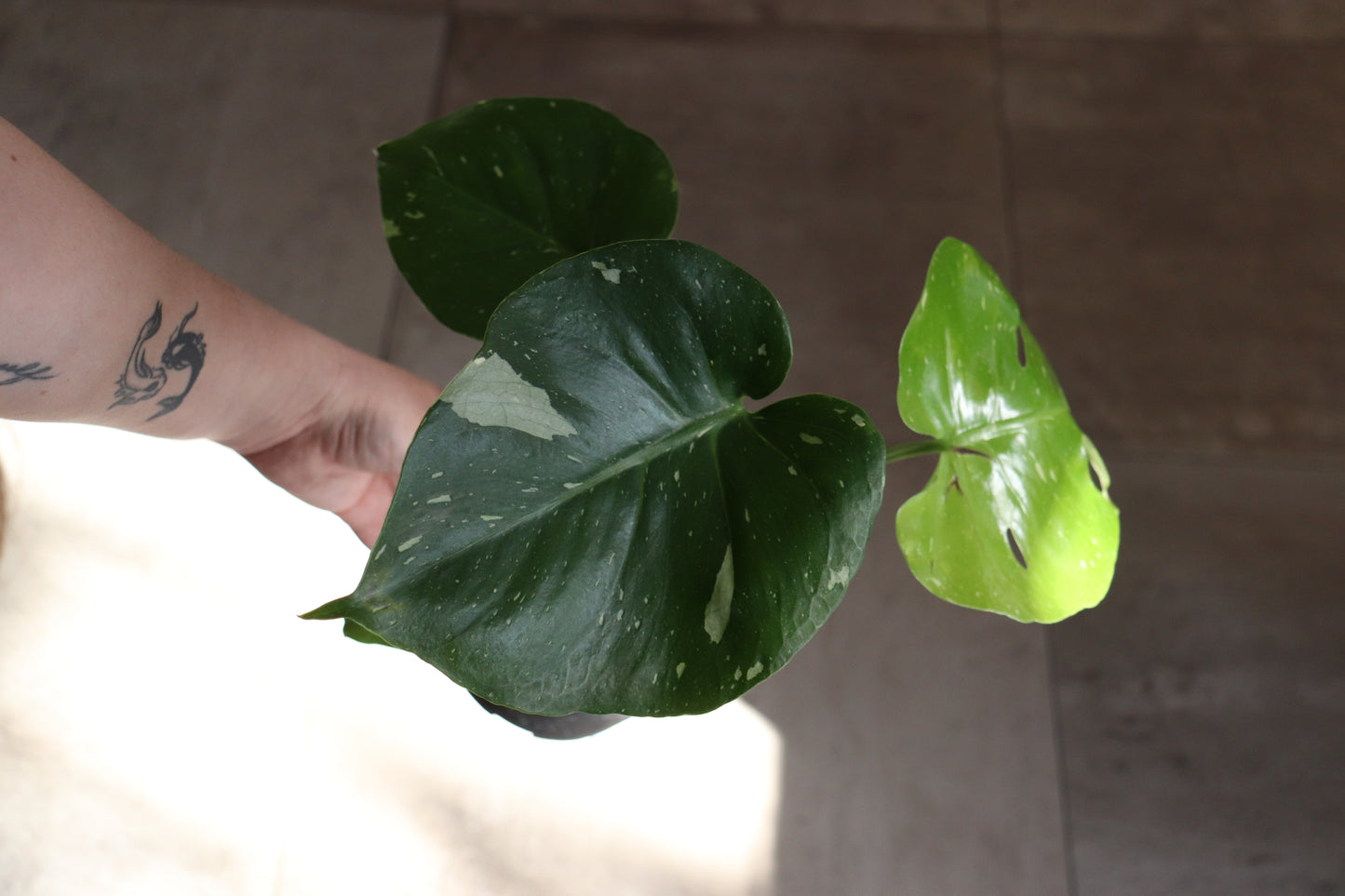 Monstera 'Thai Constellation' 6"