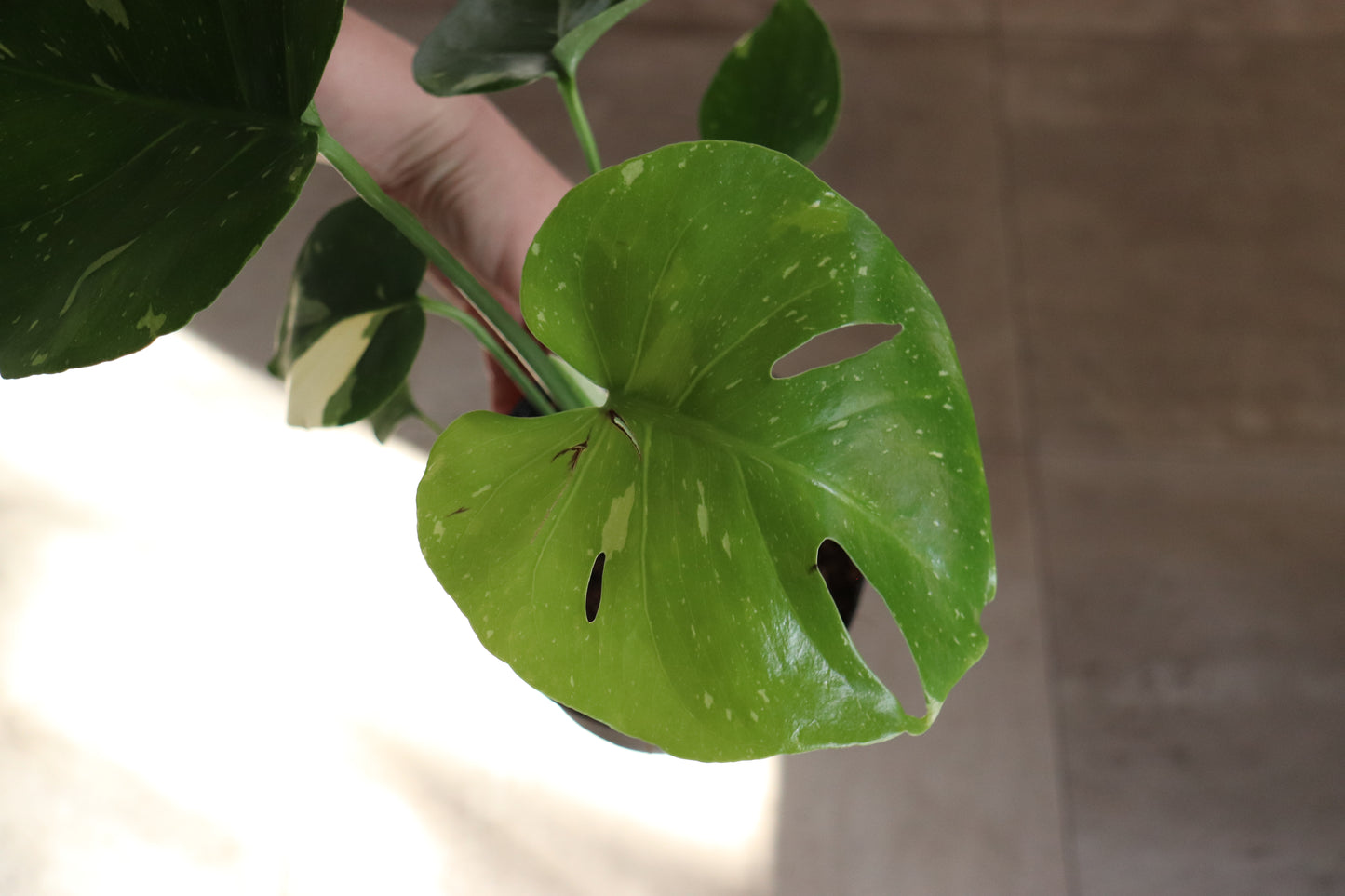 Monstera 'Thai Constellation' 6"