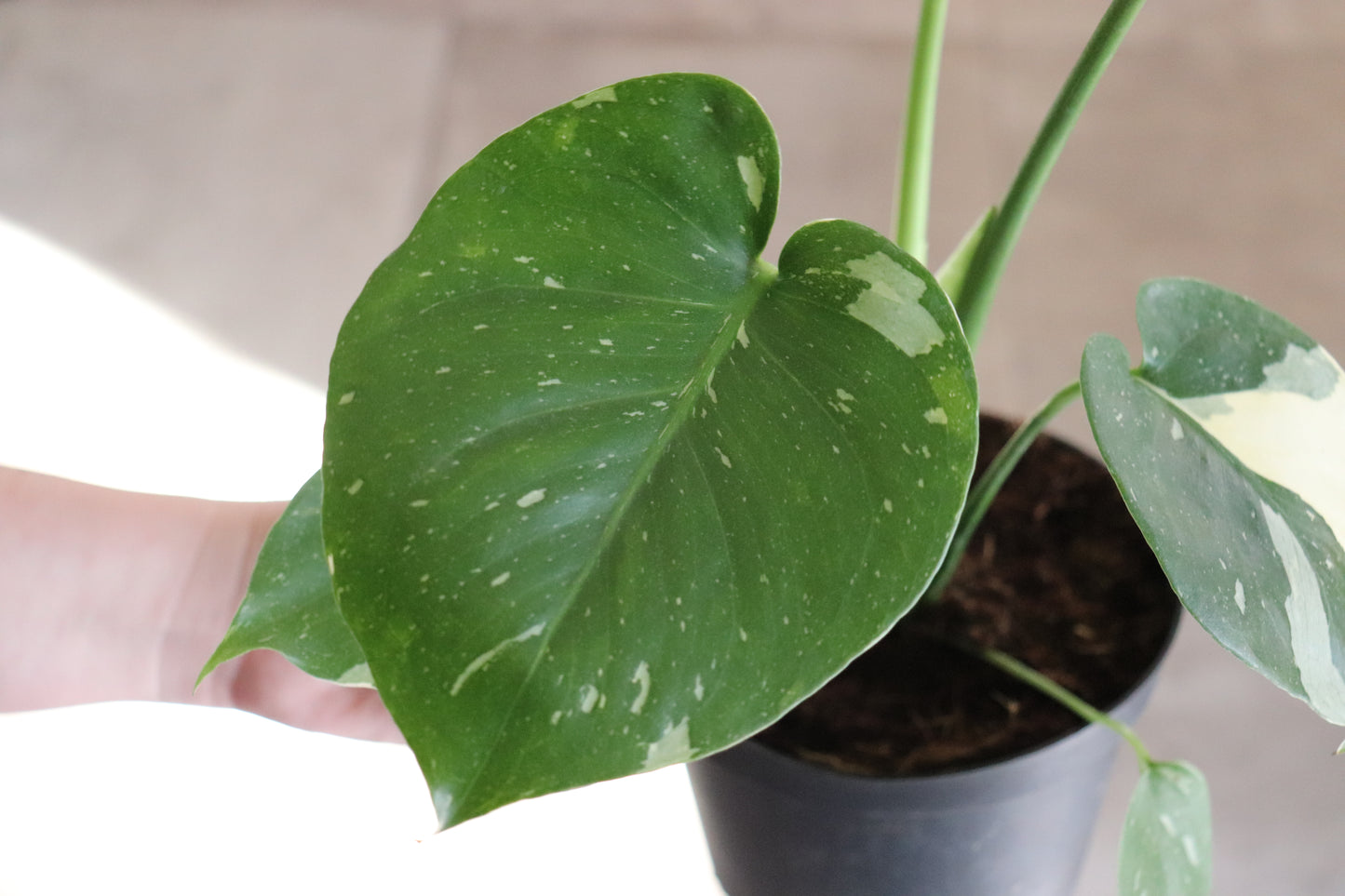 Monstera 'Thai Constellation' 6"