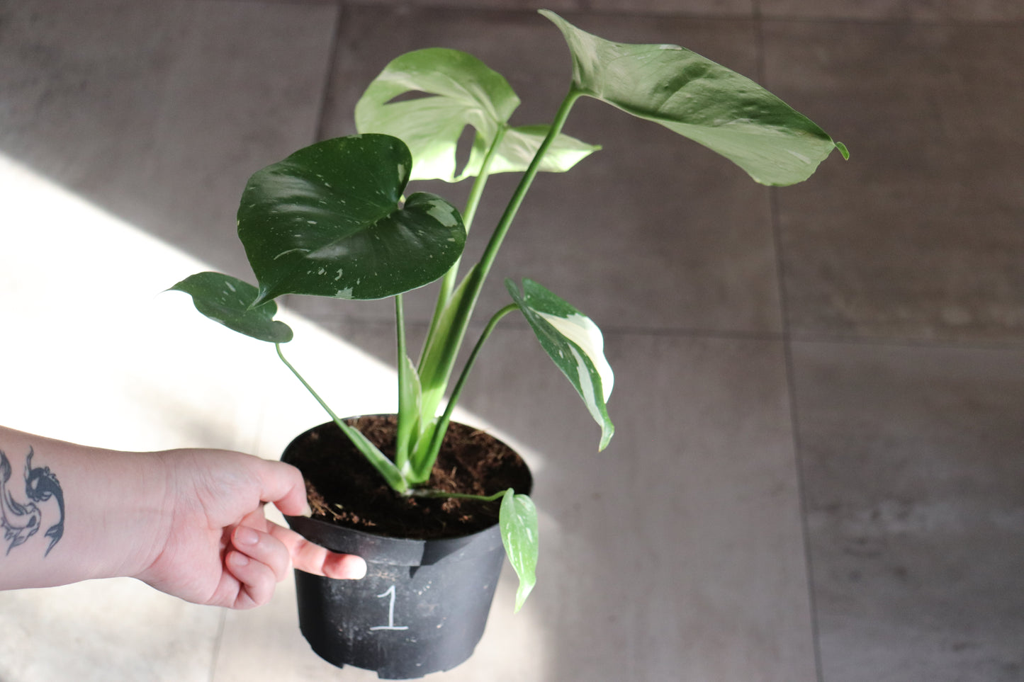 Monstera 'Thai Constellation' 6"