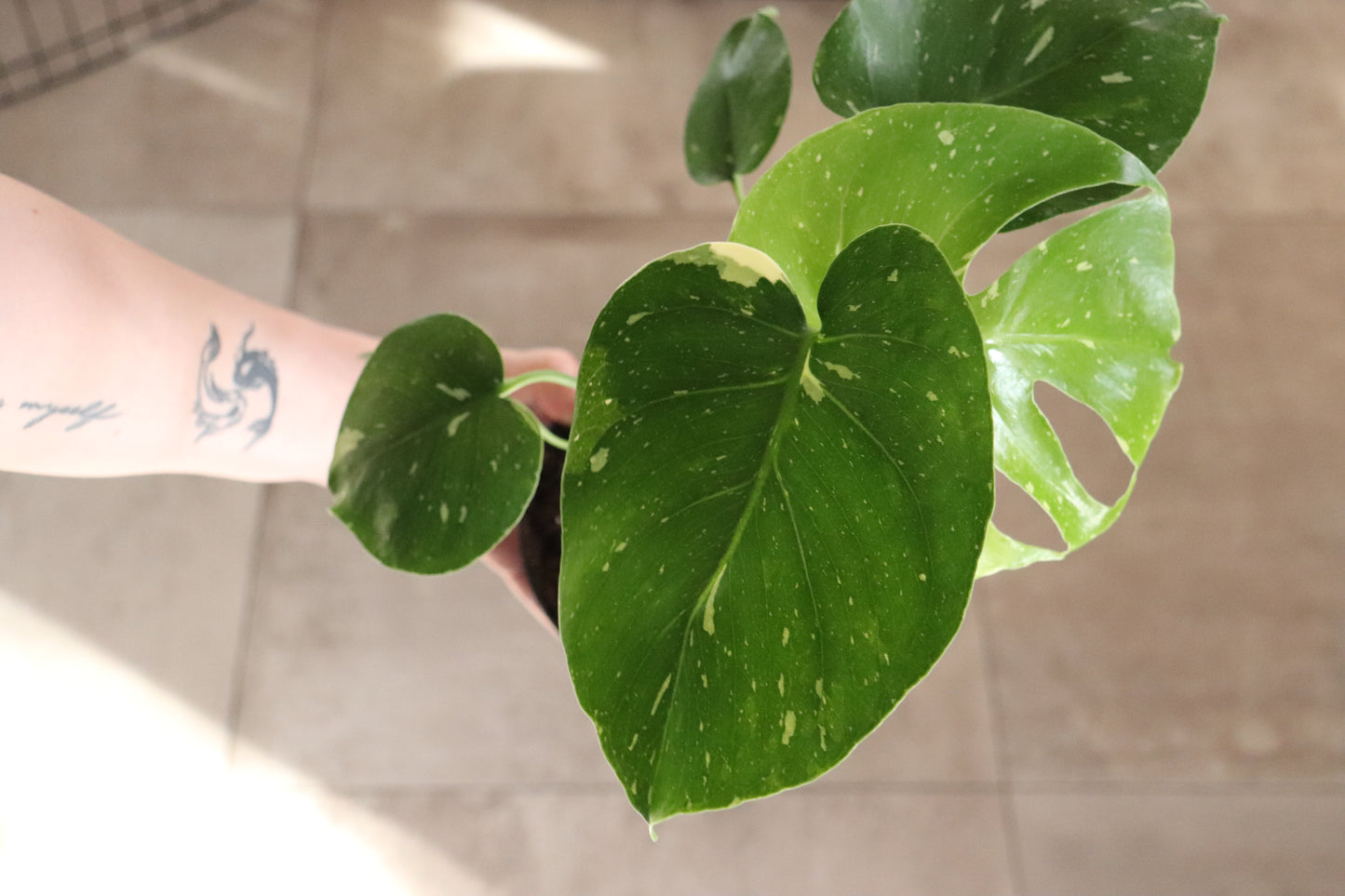 Monstera 'Thai Constellation' 6"