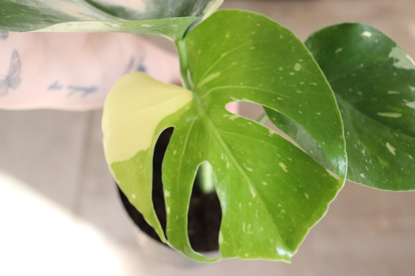 Monstera 'Thai Constellation' 6"