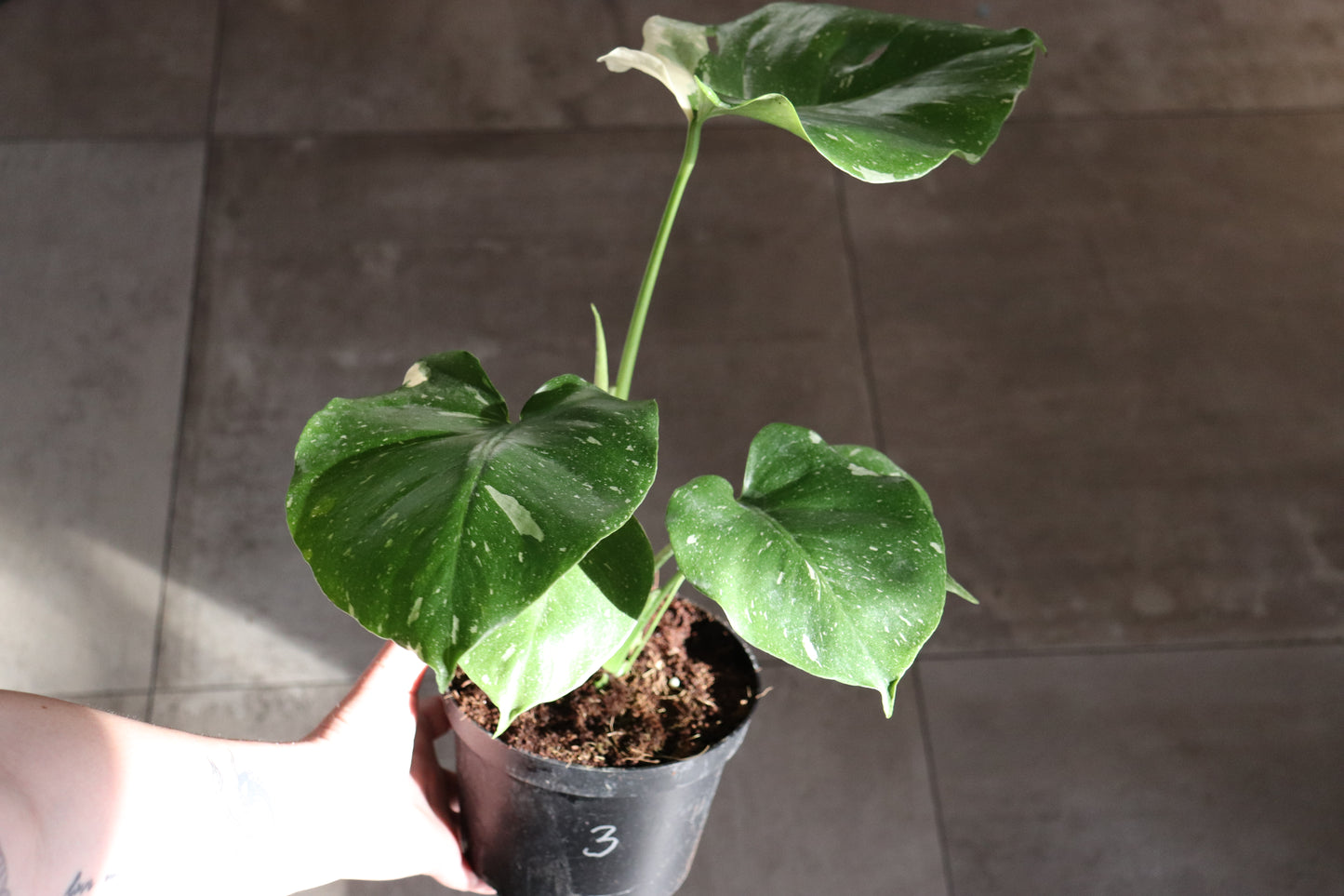 Monstera 'Thai Constellation' 6"