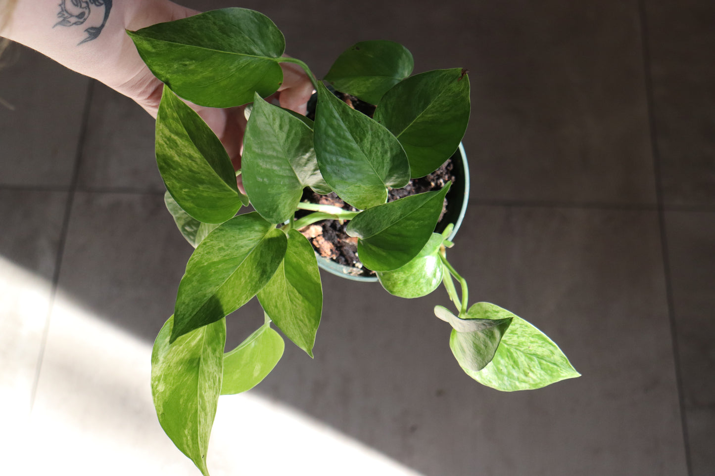 Marble Queen Pothos 6"