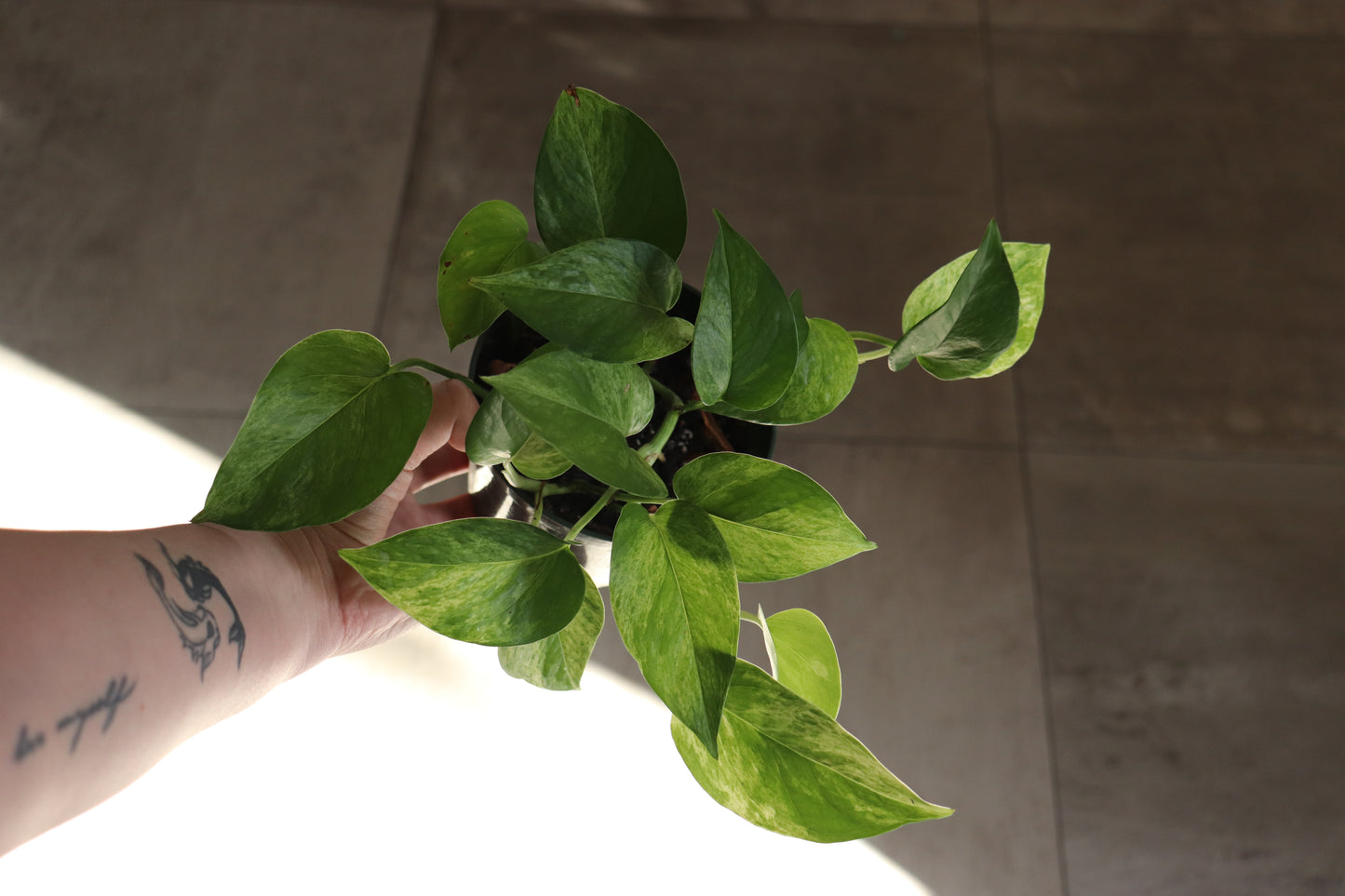 Marble Queen Pothos 6"