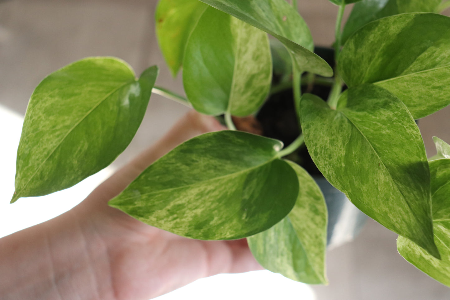 Marble Queen Pothos 6"