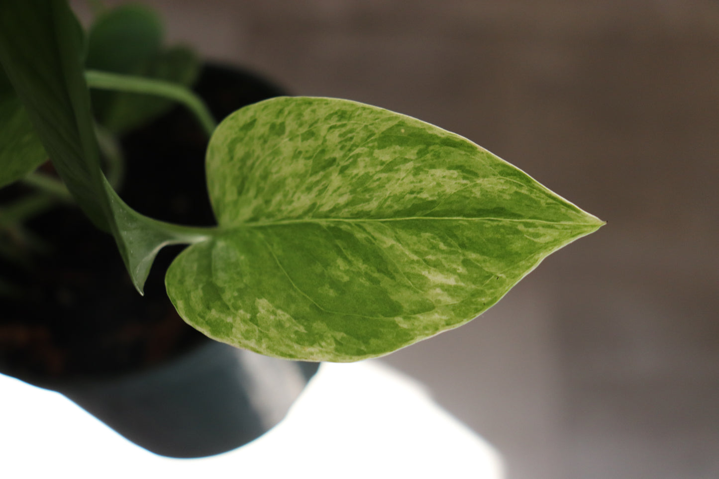 Marble Queen Pothos 6"