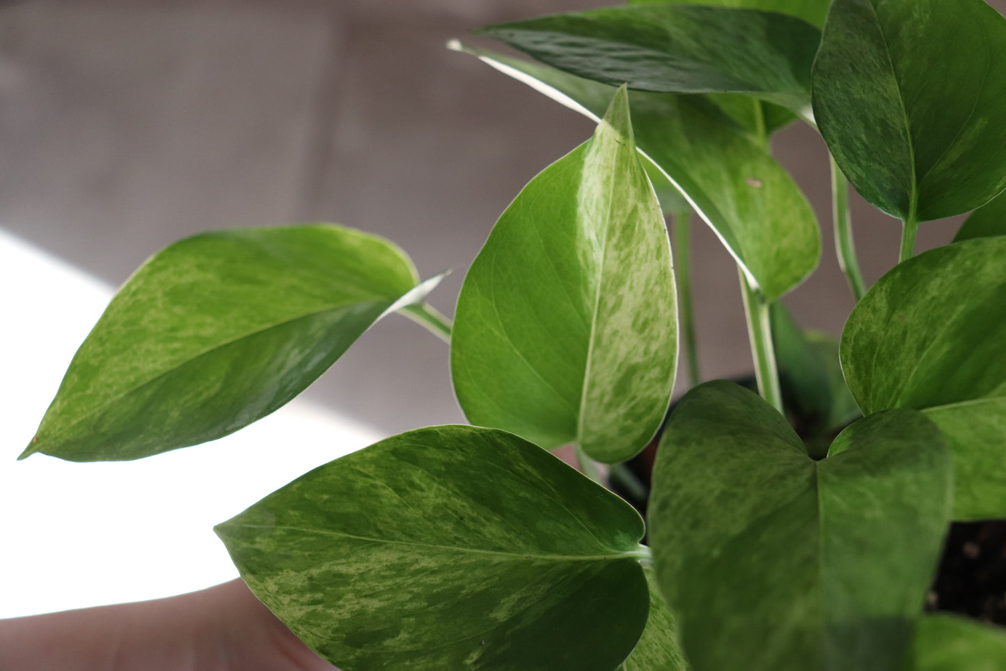 Marble Queen Pothos 6"