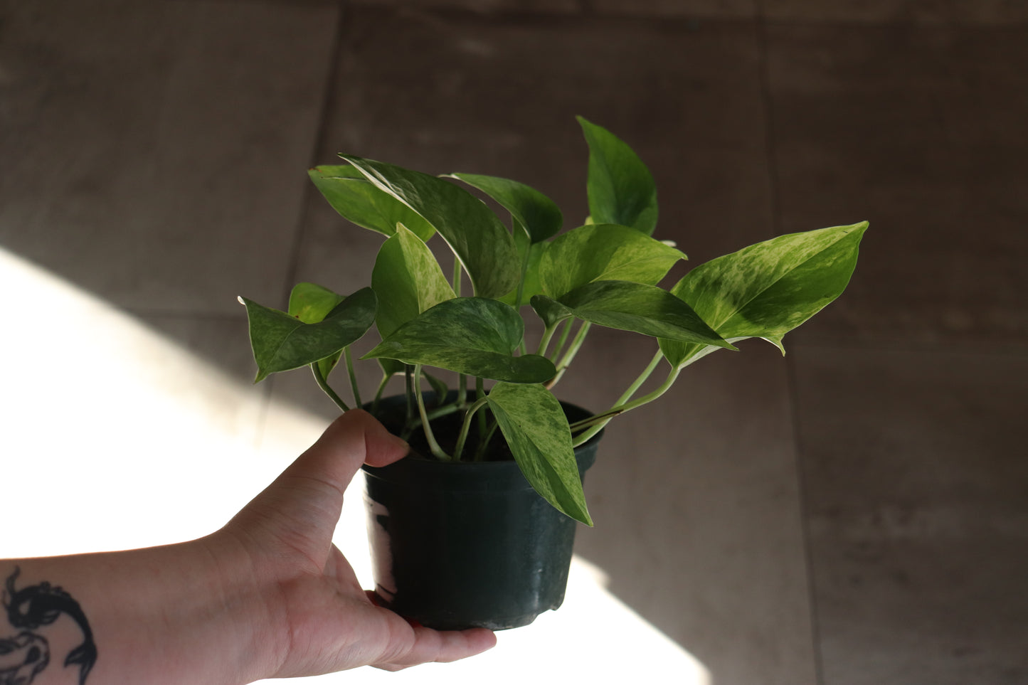 Marble Queen Pothos 6"