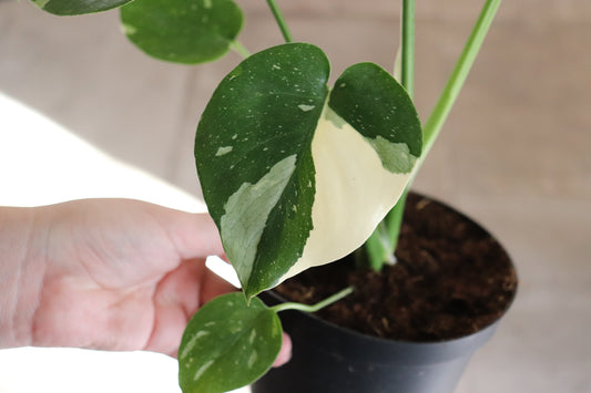 Monstera 'Thai Constellation' 6"